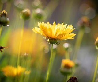 yellow 'Early Sunrise' coreopsis flower