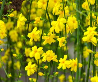 winter jasmine
