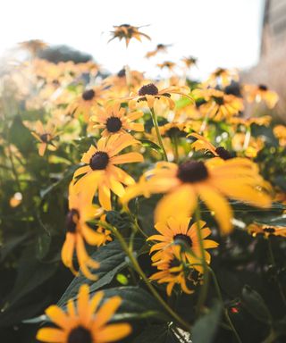 black eyed Susan flowers