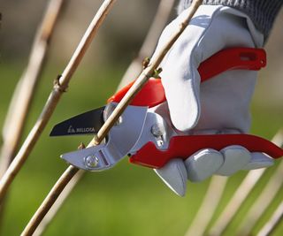 Pruning hydrangea in winter with pruning shears