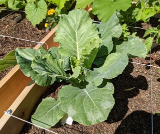 Collard greens in sunshine in a vegetable garden