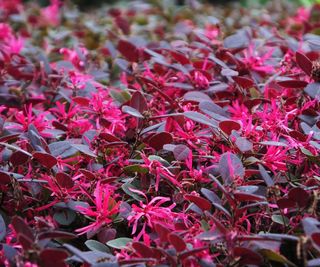 Loropetalum in flower