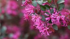 Loropetalum