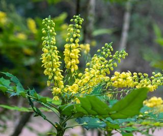 mahonia in flower