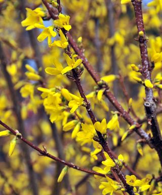 forsythia