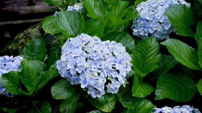 A bigleaf Endless Summer hydrangea with blue flowers