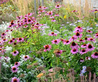 prairie planting with rudbeckia